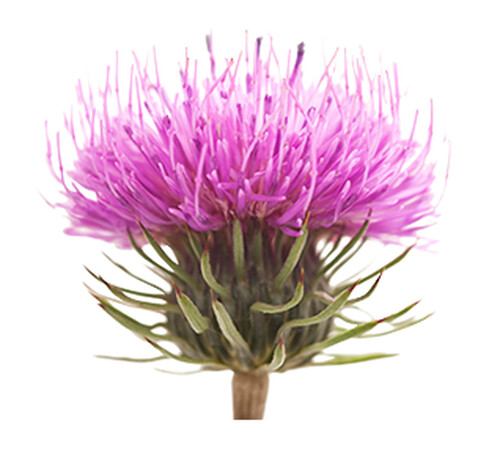Burdock image